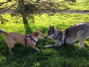 Iggy & Zephyr play bow