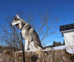 missy-gaspar-stort-liten-stress-respons