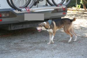 guancho-german-sheepdog-mix-greeting-person-on-a-camp-site-in-spain