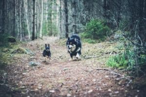 tuffa-doris-springer-och-leker