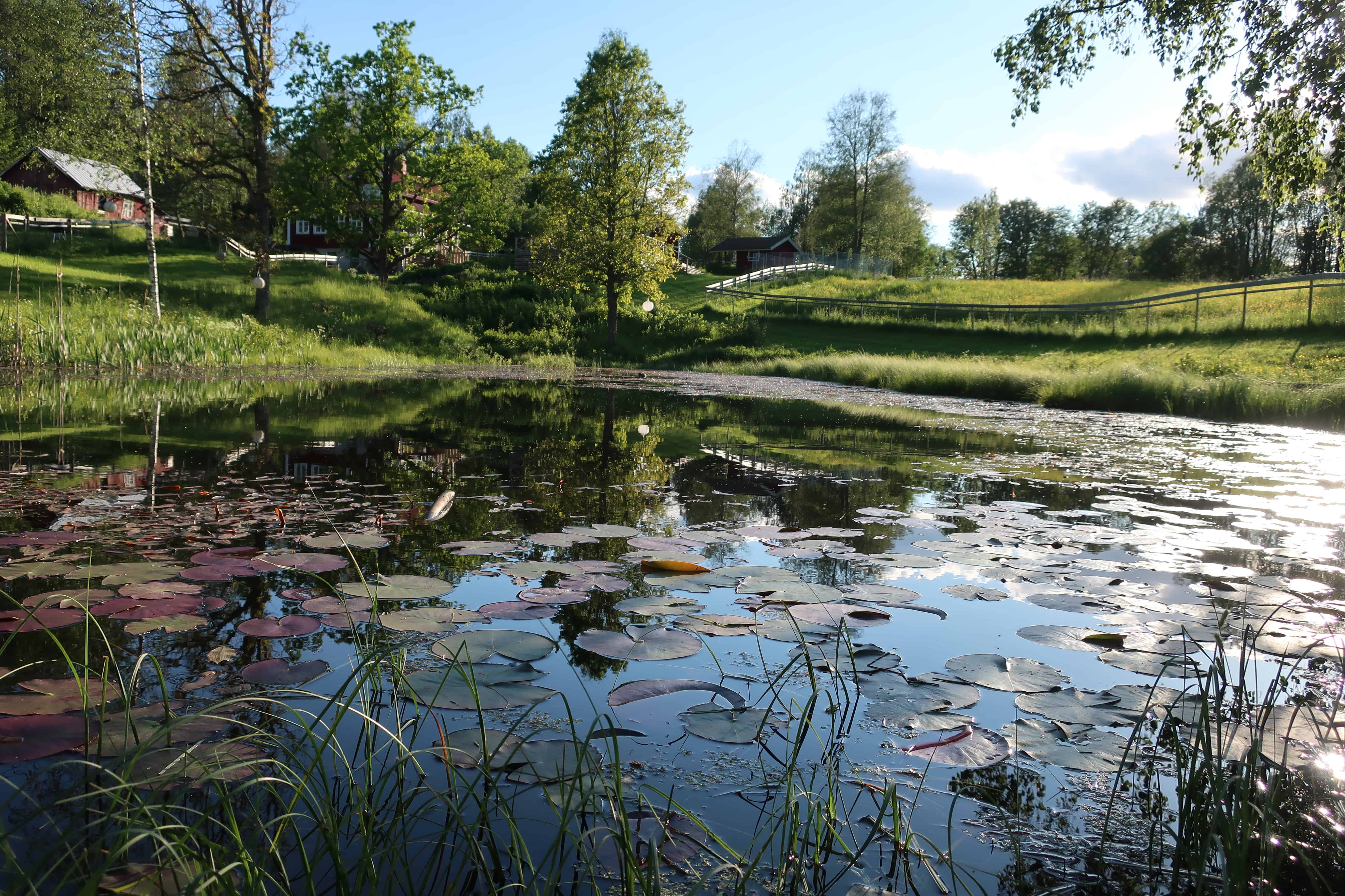 Utsikten från dammen