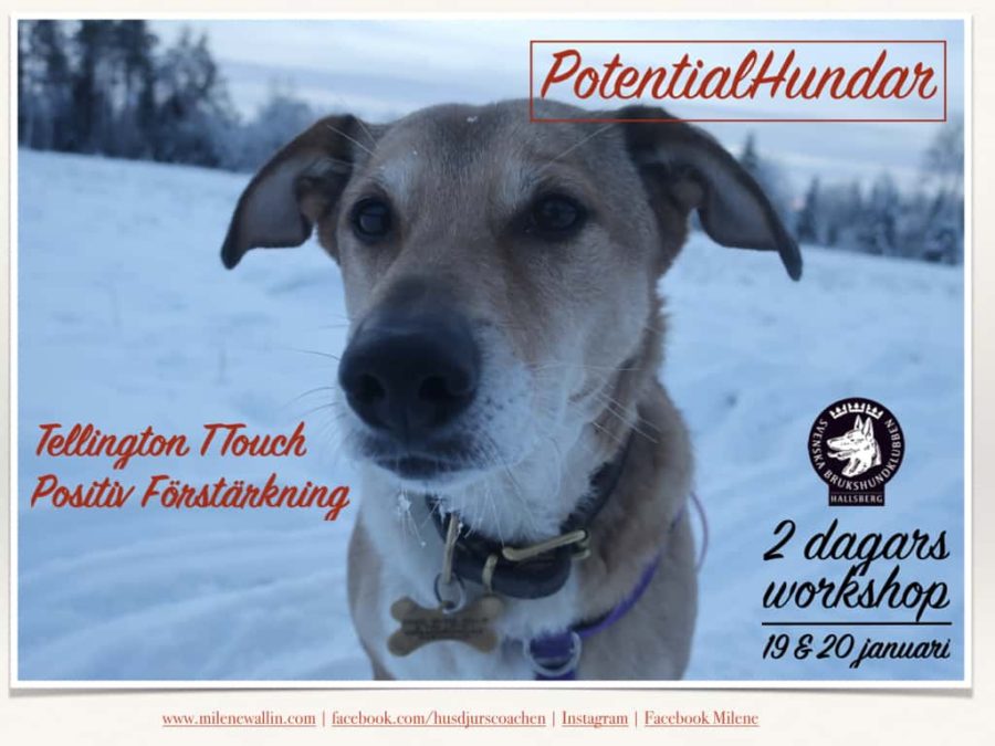 Potential Hundar 8